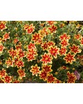 Bidens